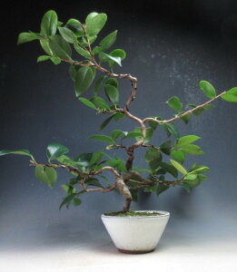 ~́@ԉtIցiq̏jyiz2025~`2026tJԗ\