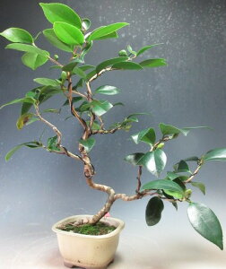 ~́@ԉtIցiq̏jyiz2025~`2026tJԗ\