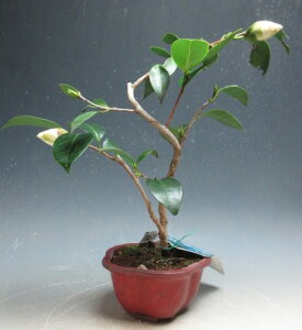 ~́@ԉtIԒցijA~́yiz2025~`Jԗ\