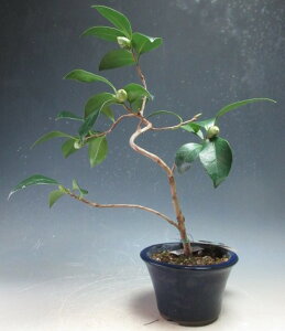 ~́@ԉtIԒցijA~́yiz2025~`Jԗ\