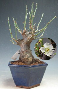 ~́@~@~iԁEd炫j2026tJԗ\@yizykCEEsz