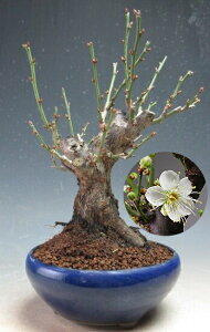 ~́@ԉtI~@~iԁEd炫jyiz2026tJԗ\