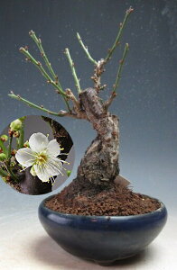 ~~́@ԉtI~id炫Aԁjyiz2026tJԗ\