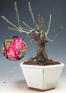 ~~́@ԉtIg璹(ZgԁEd炫jyiz2026Jԗ\