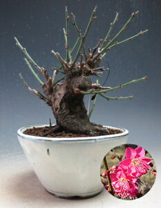 ~~́@ԉtIg璹(ZgԁEd炫jyiz2026tJԗ\