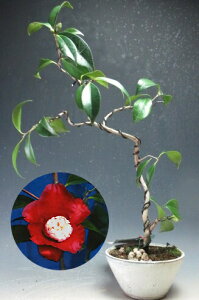 ֖~́@ցigjij̔A~́yiz