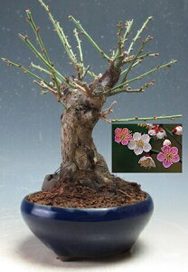 ~~́@ԉtI~idAg炫jyiz2026Jԗ\