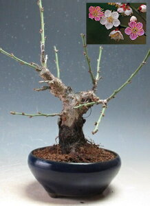 ~~́@ԉtI~idAg炫jyiz2025Jԗ\