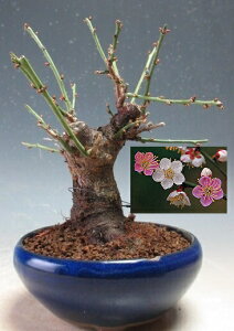 ~~́@ԉtI~idAg炫jyiz2026Jԗ\