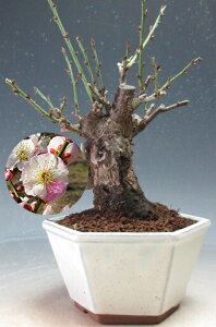 ~́@~@ԉtIv̂܂(d炫E炫jyiz2026tJԗ\