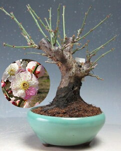 ~@ԉtIv̂܂(d炫E炫jyiz2026tJԗ\