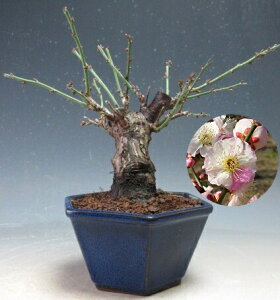 ~́@~@ԉtIv̂܂(dEg炫jyiz2026tJԗ\