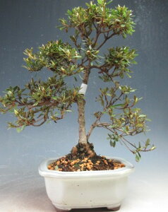 ~́@ԉtIHiTcLj~́iu) yiz2026tJԗ\