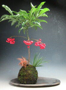 �y���N���z���t���I�����i�ȉ~���j�̑ۋʁy���i�z