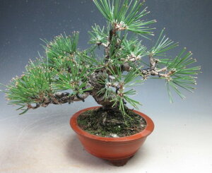 �~�́@���@�����y���i�z