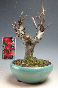 �~�́@�ԉ�t���I�{�P�i�����ˁj�̔��A�� �y���i�z2026���t�J�ԗ\��