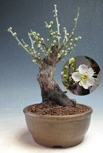 �~�́@�ԉ�t���I�~�@���~�i���ԁE��d�炫�j�y���i�z2026���t�J�ԗ\��