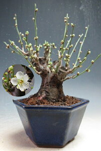 �~�́@�ԉ�t���I�~�@���~�i���ԁE��d�炫�j�y���i�z2026���t�J�ԗ\��