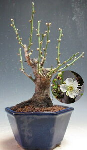 �~�́@�ԉ�t���I�~�@���~�i���ԁE��d�炫�j�y���i�z2026���t�J�ԗ\��