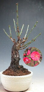 �~�~�́@�ԉ�t���I�������g�~�i���d�炫�A�ԉԁj�y���i�z2026���t�J�ԗ\��