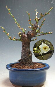 �~ �~�́@�ԉ�t���I���̌j�i��d�炫�A���ԁj�̖~�́y���i�z2026���t�J�ԗ\��