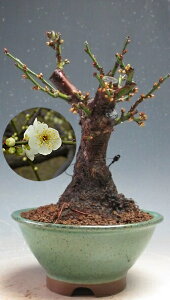 �~ �~�́@�@�ԉ�t���I���̌j�i��d�炫�A���ԁj�̖~�́y���i�z�@2026���t�J�ԗ\��