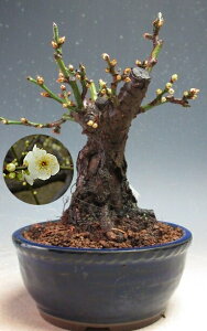 �~ �~�́@�ԉ�t���I���̌j�i��d�炫�A���ԁj�̖~�́y���i�z�@2026���t�J�ԗ\��