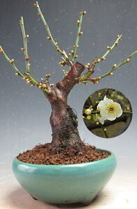 �~�~�́@�ԉ�t���I���̌j�i��d�炫�A���ԁj���A���~�́@2026���t�J�ԗ\��