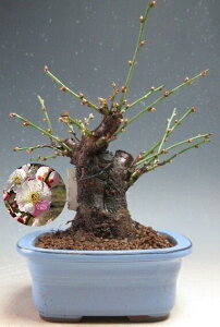 �~�́@�~�@�ԉ�t���I�v���̂܂܁i���d�炫�A�g���炫�����j2026���t�J�ԗ\��