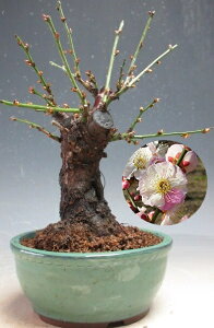 �~�́@�~�@�ԉ�t���I�v���̂܂�(���d�炫�E�炫����)�y���i�z2026���t�J�ԗ\��