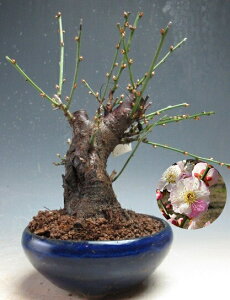 �~�́@�~�@�ԉ�t���I�v���̂܂�(���d�炫�E�炫����)�y���i�z2026���t�J�ԗ\��