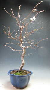 ���~�́@�ԉ�t���I�\�����̖~�́y���i�z2025�~�J�Ԓ�