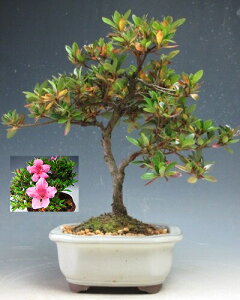 �~�́@�ԉ�t���I�H���i�T�c�L�j�~�́i���R�j2026�t�J�ԗ\��