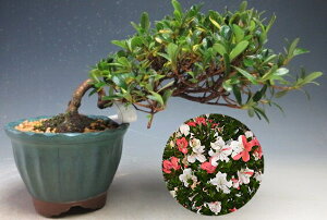 �~�́@�ԉ�t���I�H���i�T�c�L�j�i�����j�y���i�z2026�t�J�ԗ\��