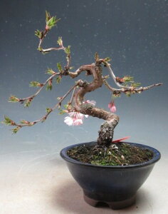 植木 盆栽 十月桜」の人気商品一覧・価格比較 - 価格.com
