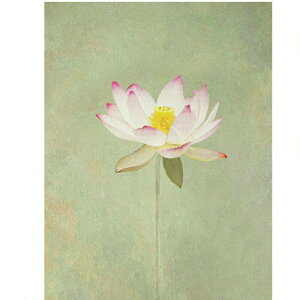 ^yXg[ EH[fR[V  @̉ wiz Ǖz Ǌ| Ǐ ډB p  CeA 