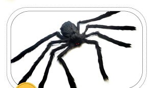 y2_ZbgznEB[ p[eB[ w w N XpC_[ ~ n  N  ʂ 90cm |   蕨 ~vbv