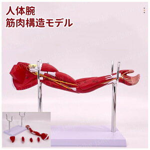 人体腕筋肉構造モデル 筋肉解剖模型 上肢の筋肉分解 血管神経 展示スタンド付き 取り外し可能 組み立て デラックスモデル 人体模型 教学用モデル 医学教育用 院内模型 施術説明用 PVC製