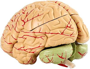 脳モデル 脳構造モデル 解剖学的脳動脈モデル 脳模型 解剖模型 人体模型 科学教育模型 人間医療セット 4D モデル 8パーツ 人体脳解剖モデル 人体臓器構造教育モデル 分解パーツ 医療用装飾