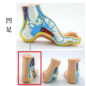足モデル 足関節 模型 足骨モデル 足骨模型 骨格モデル 人体 医療 解剖学 足経穴 マッサージ モデル ラボ 学校 教材 教育 小道具 正常足 偏平足 凹足