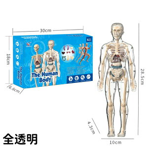 人体模型おもちゃ 取り外し お得セット 教具 人体解剖学モデル 取り外し可能 胴体解剖学モデル 医学生学習ツール 教育科学キット 人体のしくみ 理科 保健体育 生物 知育玩具 人体パズル 幼