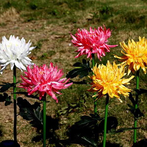 _}\ P10{^1{Zbg \[[Cg K[fCg O ߍݎ IP44h \[[ Cg zpl[d LEDK[f\[[Cg   Ő ԉ C~l[V