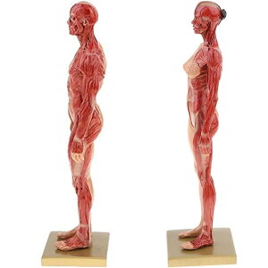l̃f l̖͌^ j  11C` 30cm l̋ؓ͌^ ͌^  ؍i CGyCeBO  ̓