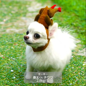  VERY NX}X RX`[ ^ ^[L[ J`[V RXv   ~ 킢 蕨 ߑ p[eB[