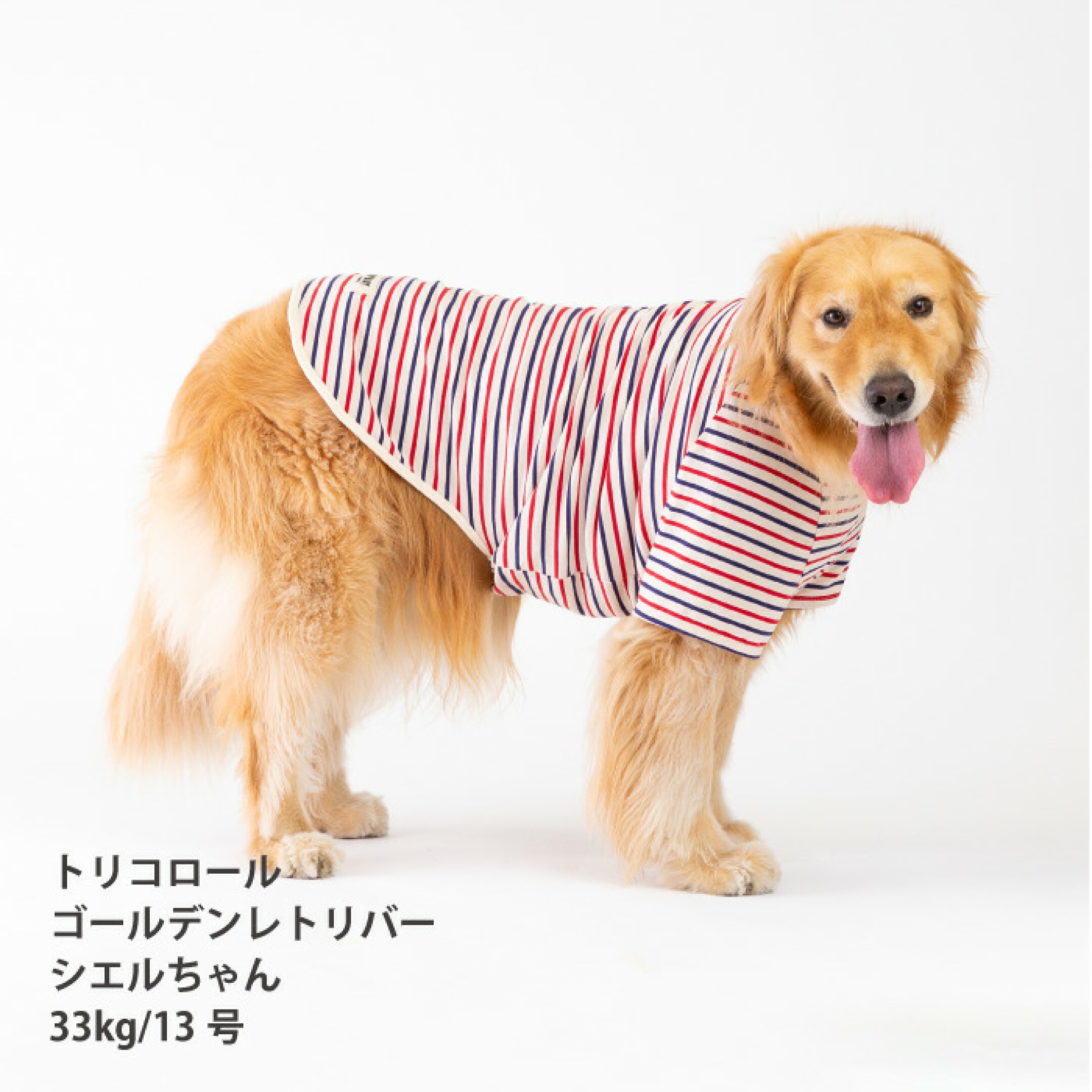BORDERS CLUB 大型犬