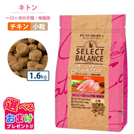 10%OFF クーポン ポイント10倍 おまけ付き セレクトバランス グレインフリー 猫 セレクトバランス キトン チキン キャット フード 小粒 1.6kg 〜 12ヶ月 子猫 母猫用 栄養 低脂肪 低カロリー 健康 コエンザイム 無着色 無香料 無添加 猫
