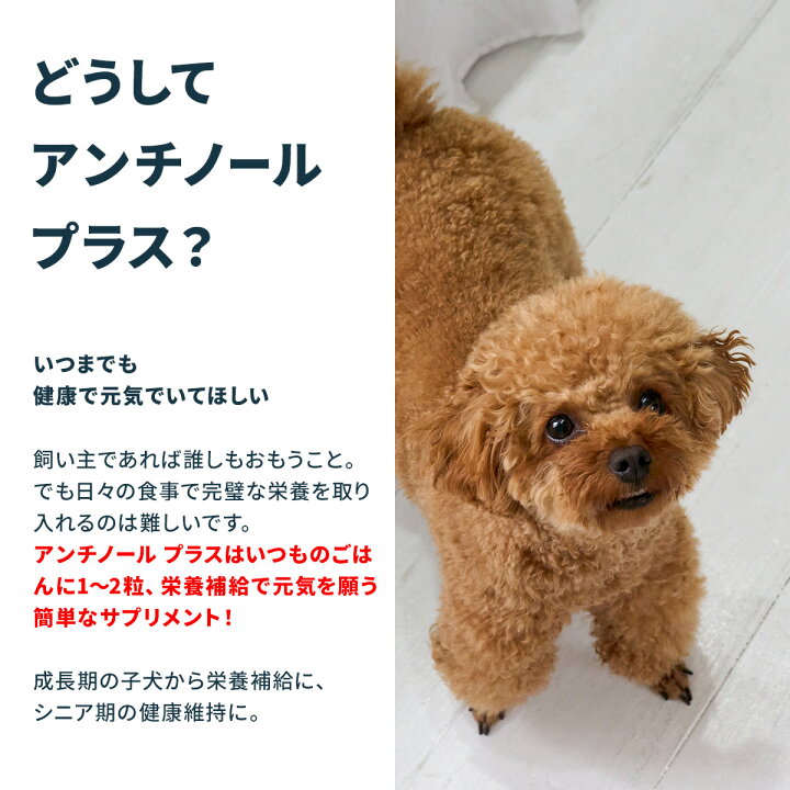 楽天市場】【公式】 アンチノール プラス ペット サプリ サプリメント 
