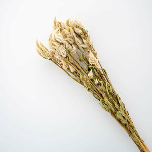 R i`f VRf CeA  ܂Ƃߔ Ɩp hCt[(V)(Ȃ莟I)