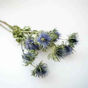 hCt[(GW[)/R i`f VRf ܂Ƃߔ Ɩp CeA (Ȃ莟I)