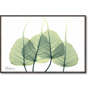 �f�W�^���v�����g X-RAY �L�����o�X�A�[�gBOX�t���[���iS�j�u���[�t3�v